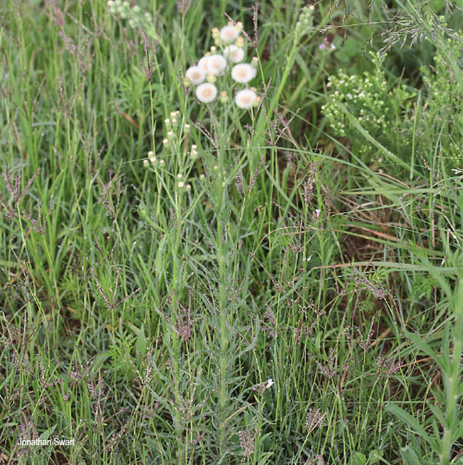 Conyza bonariensis