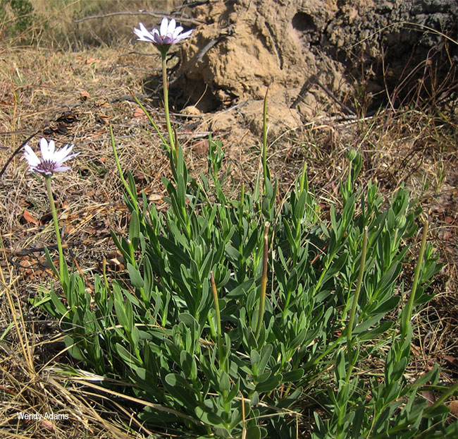 Dimorphotheca spectabilis