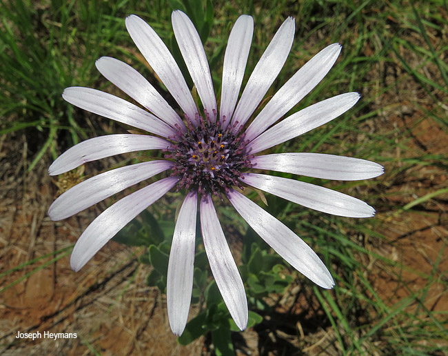 Dimorphtheca spectabilis