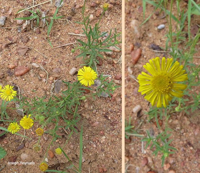 Felicia mossamedensis