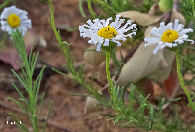Felicia muricata