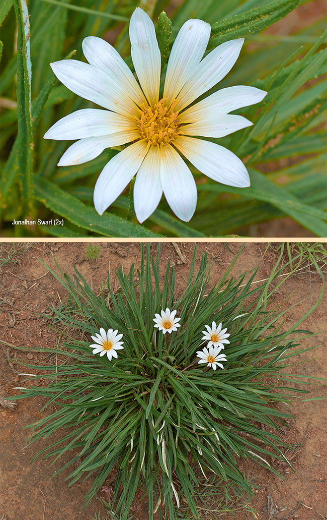 Gazania krebsiana