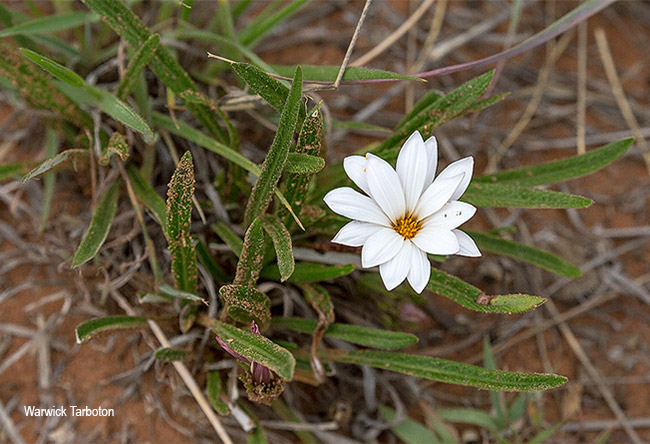Gazania krebsiana serrulata