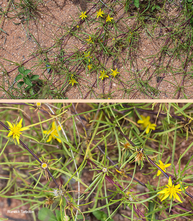 Geigeria ornativa