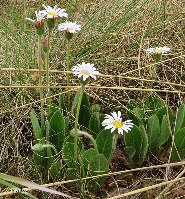 Gerbera viridifolia