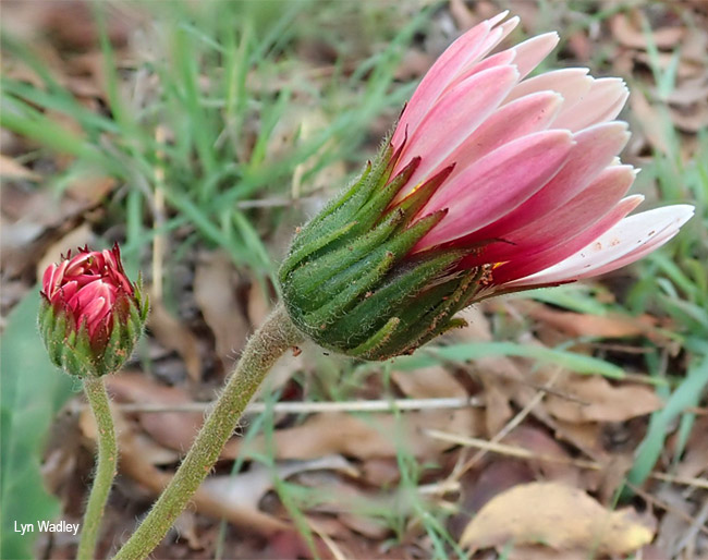 Gerbera viridifolia