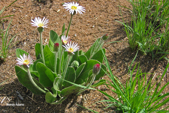 Gerbera viridifolia