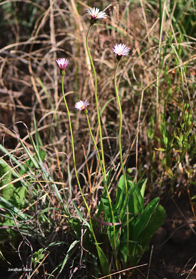 Gerbera viridifolia