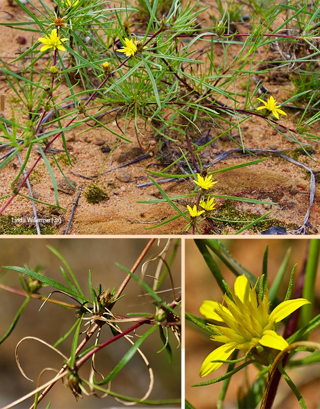 Giegera elongata