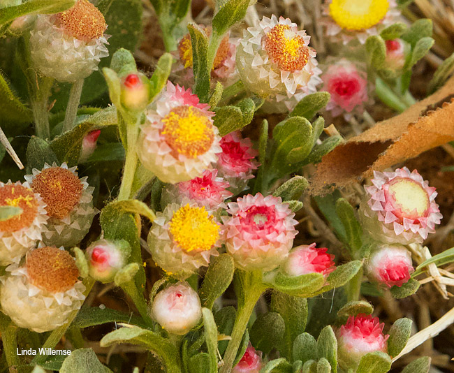 Helichrysum argyrosphaerum