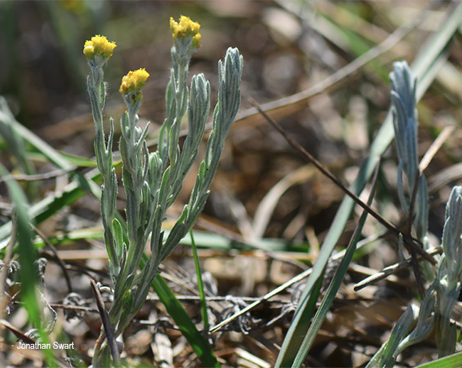 Helichrysum aureonitens