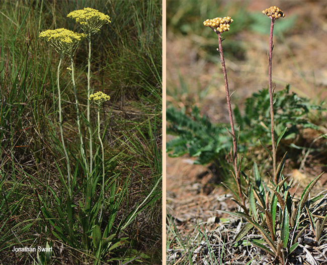 Helichrysum coriaceum