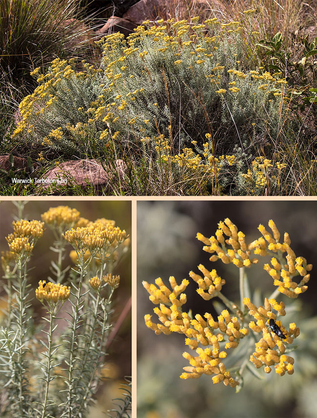 Helichrysum kraussii