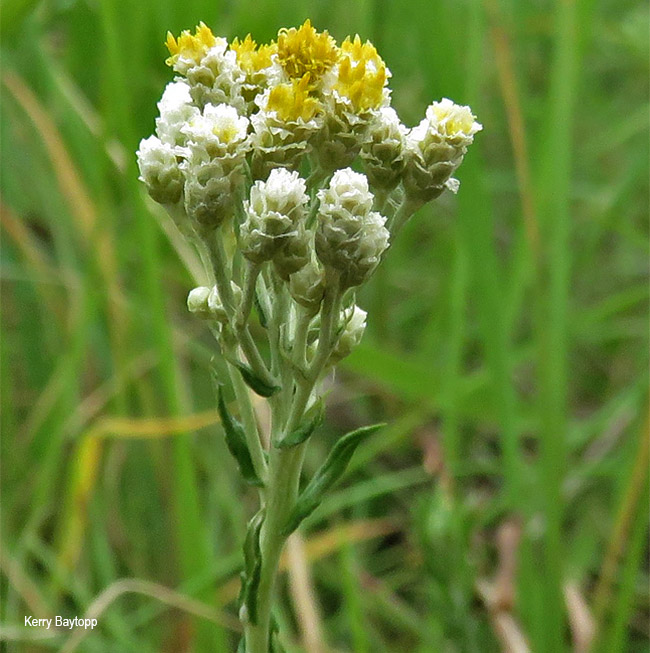 Helichrysum rugulosum