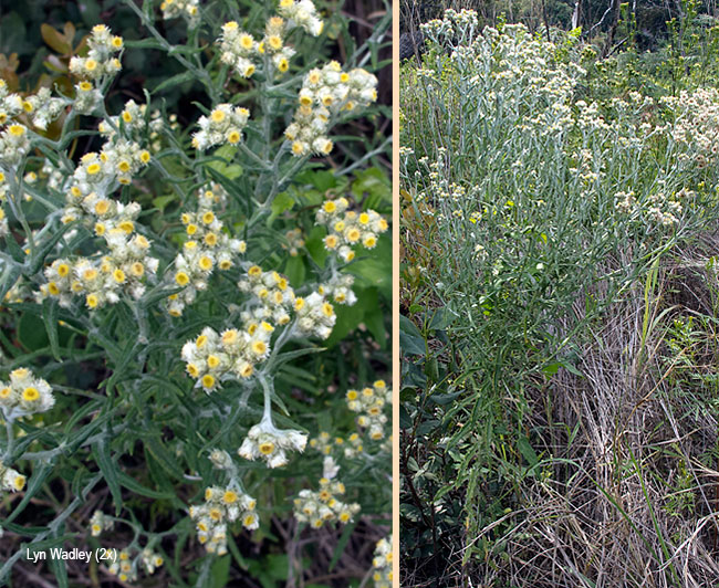 Helichrysum rugulosum