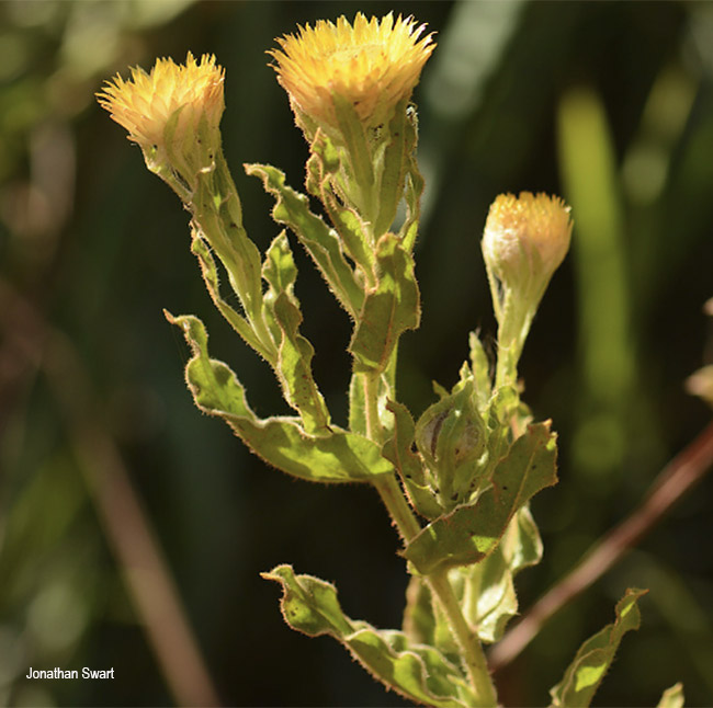 Helichrysum setosum