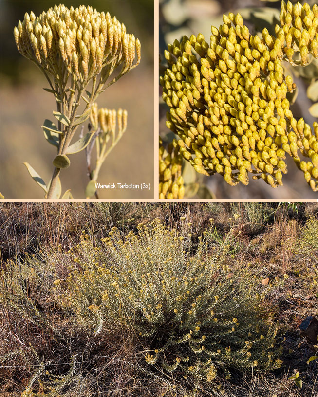 Helichrysum uninervium
