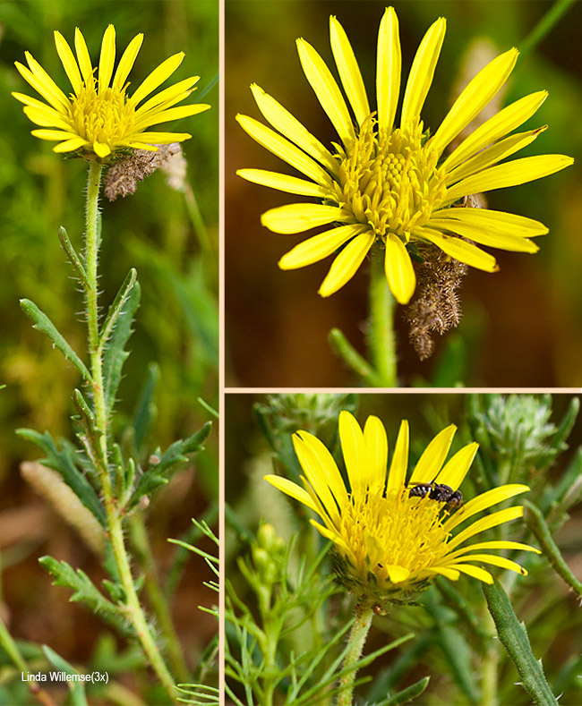 Hirpicium bechuanense