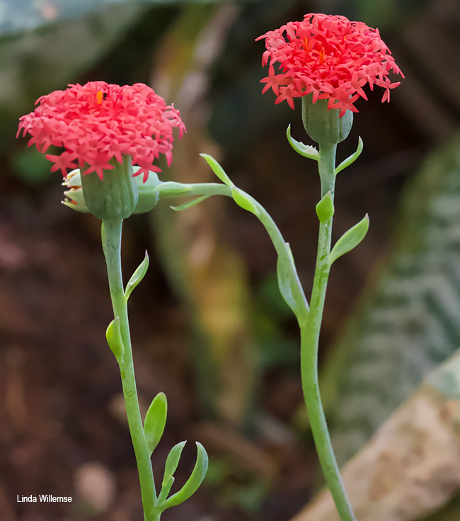 Kleinia fulgens