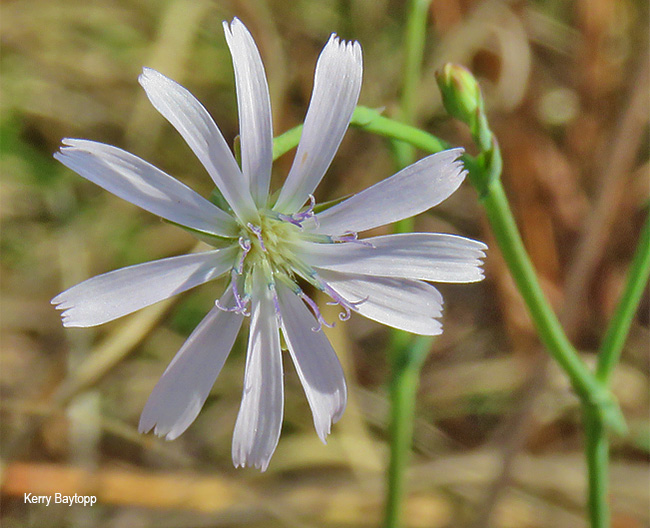 Lactuca capensis