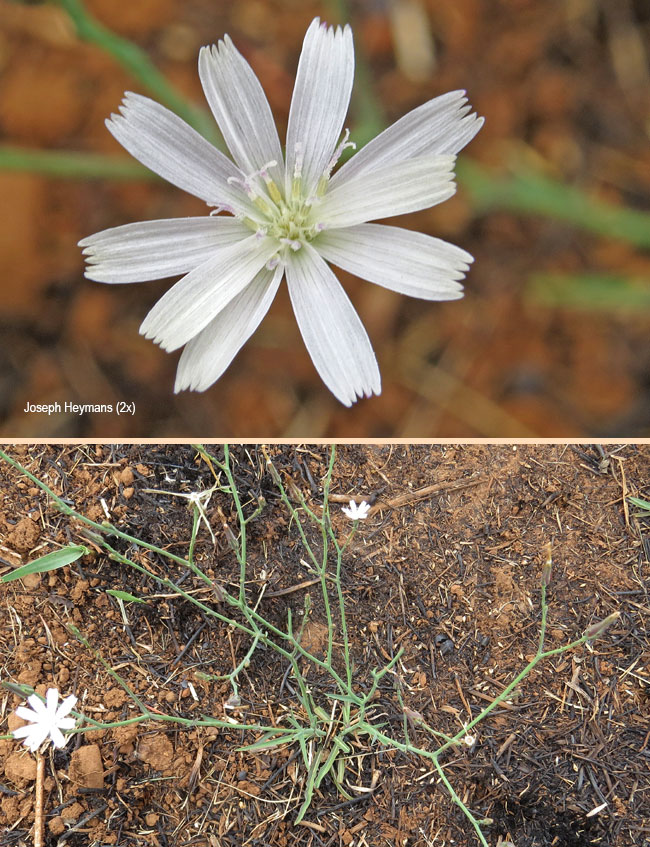 Lactuca inermis