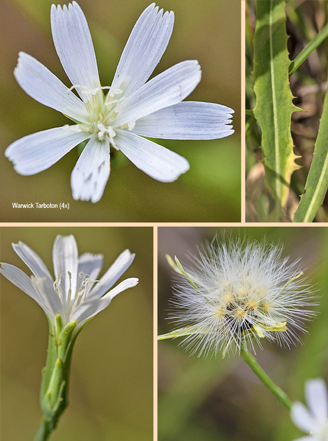 Lactuca inermis