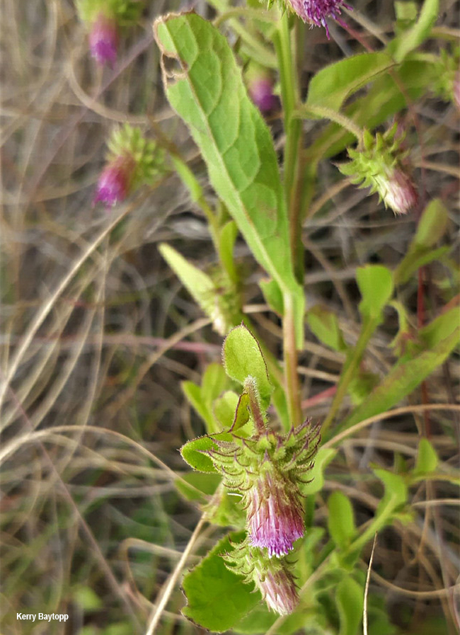 Lagerra crispata