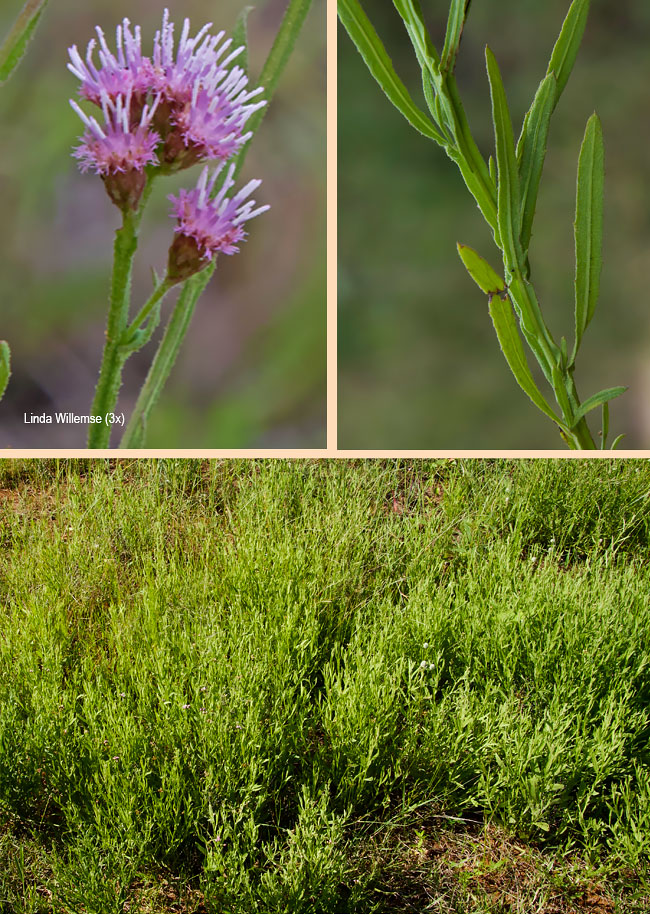 Listea heterophylla