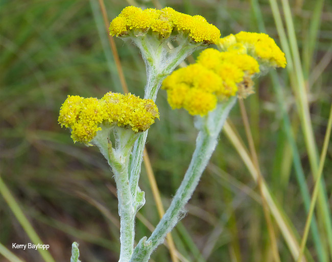 Nidorella hottentotica