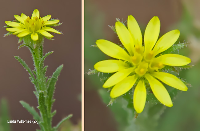 Osteospermum muricatum