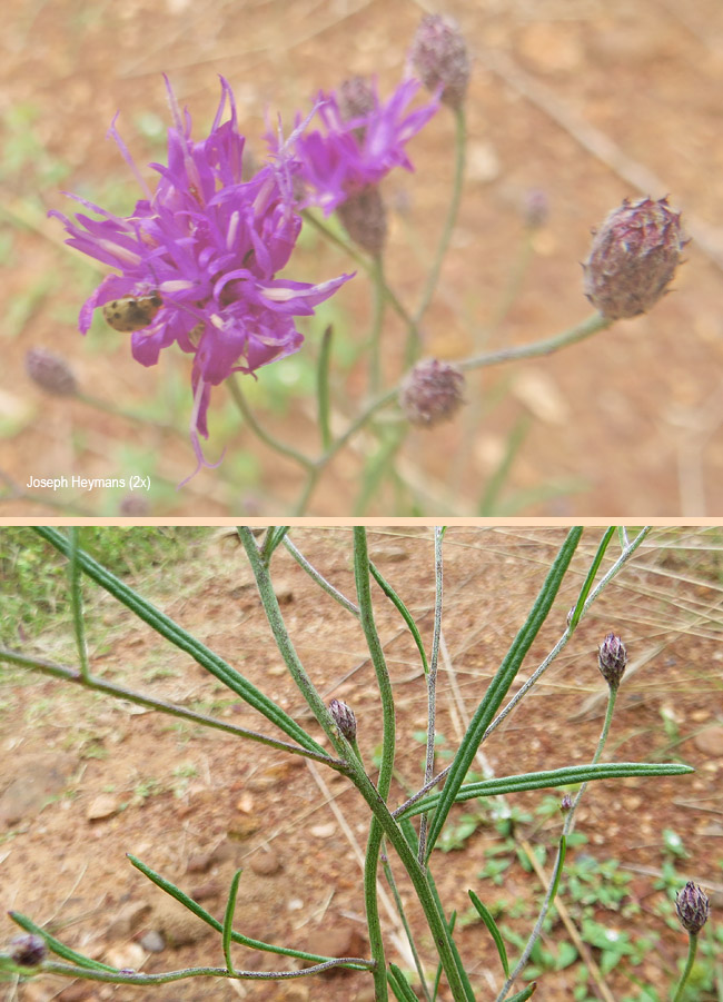Polydora angustifolia