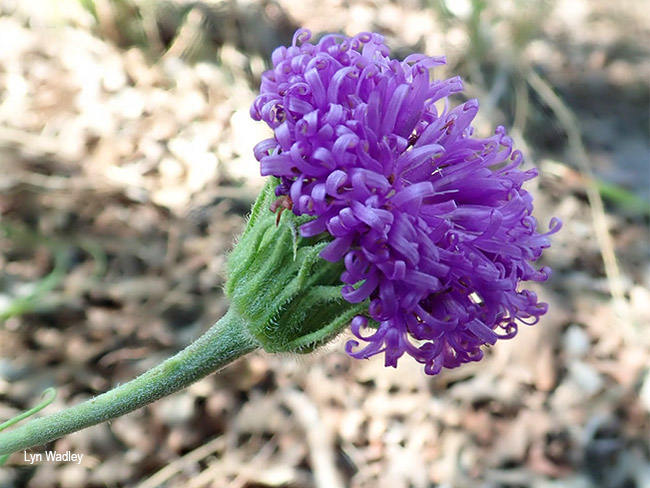 Pseudopegolettia tenella