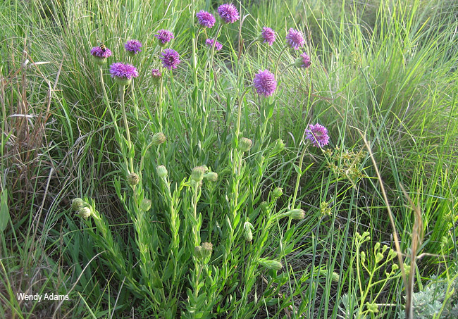 Pseudopegolettia tenella