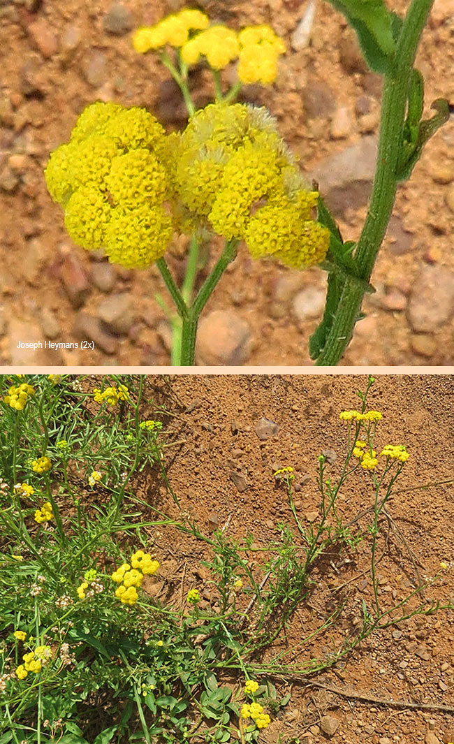 Schistostepium heptalobum