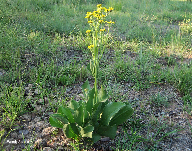Senecio coronatus