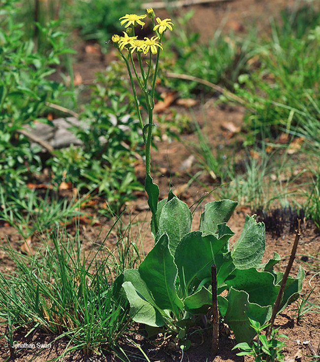 Senecio coronatus