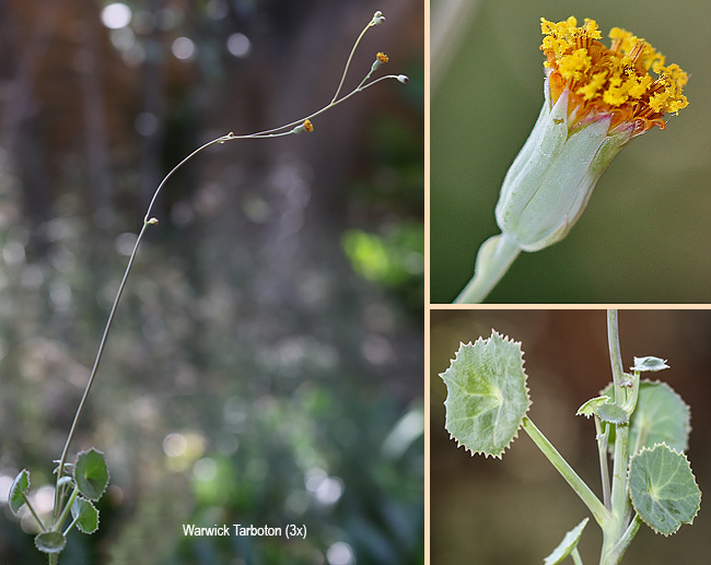 Senecio oxyriifolius