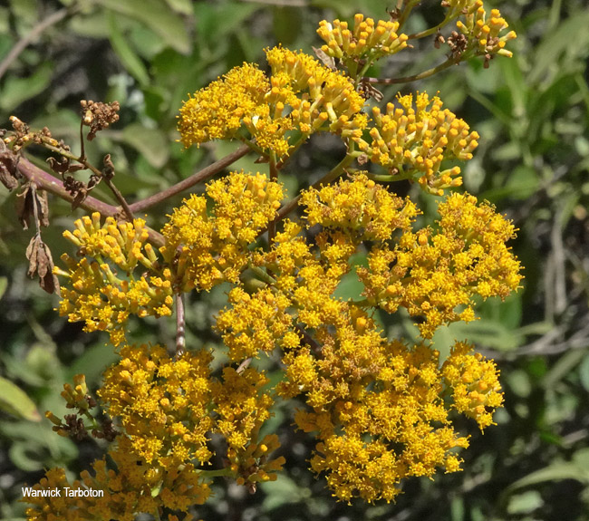 Senecio pleistocephalus