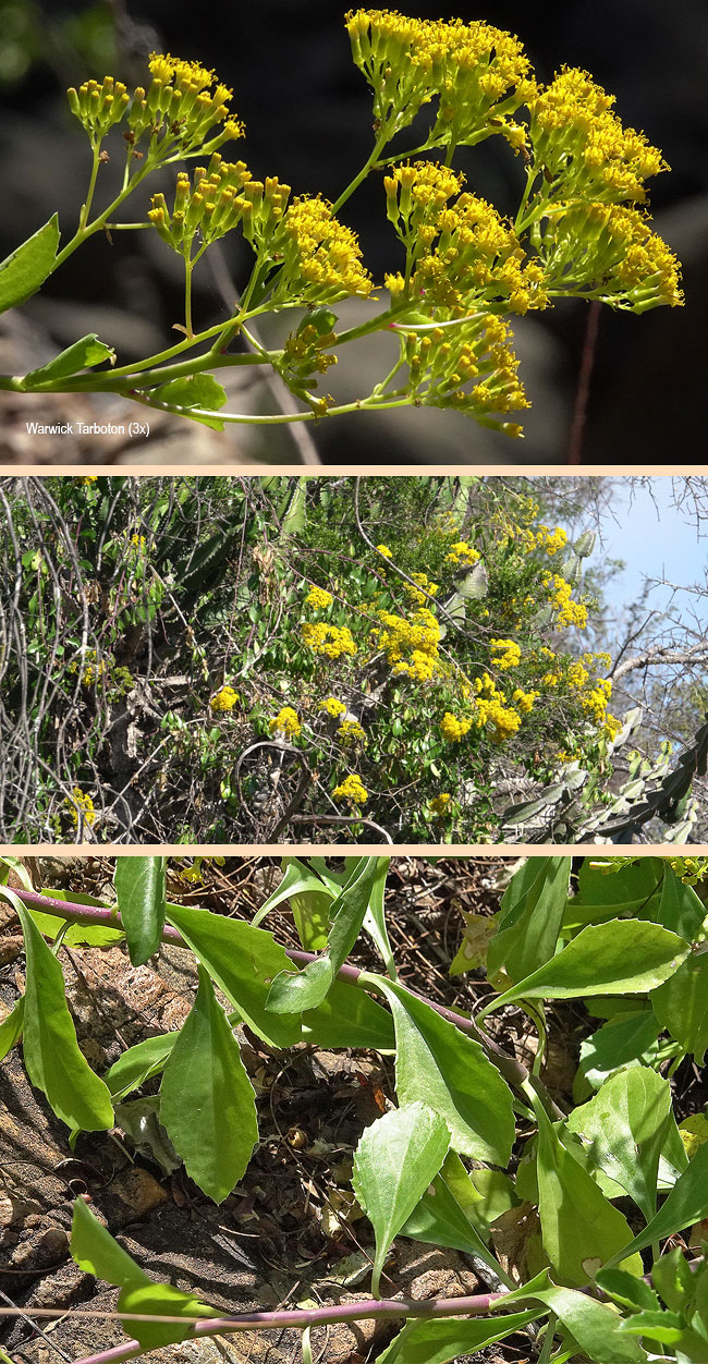 Senecio pleistocephalus
