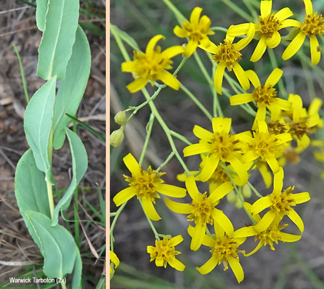 Senecio venosus