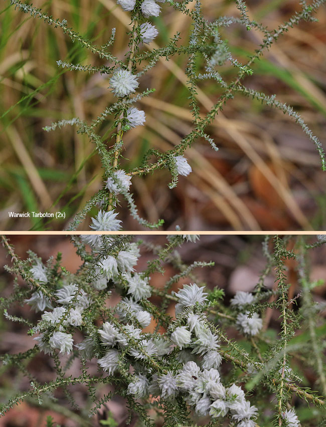 Seriphium plumosum