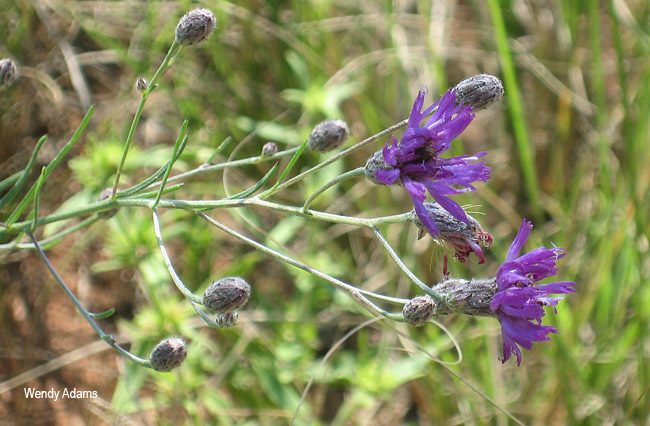Vernonia staehelinoides