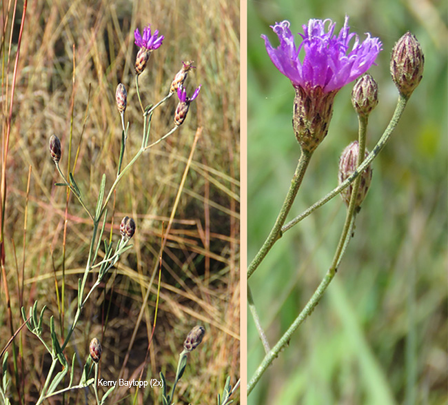 Vernonia staehelinoides
