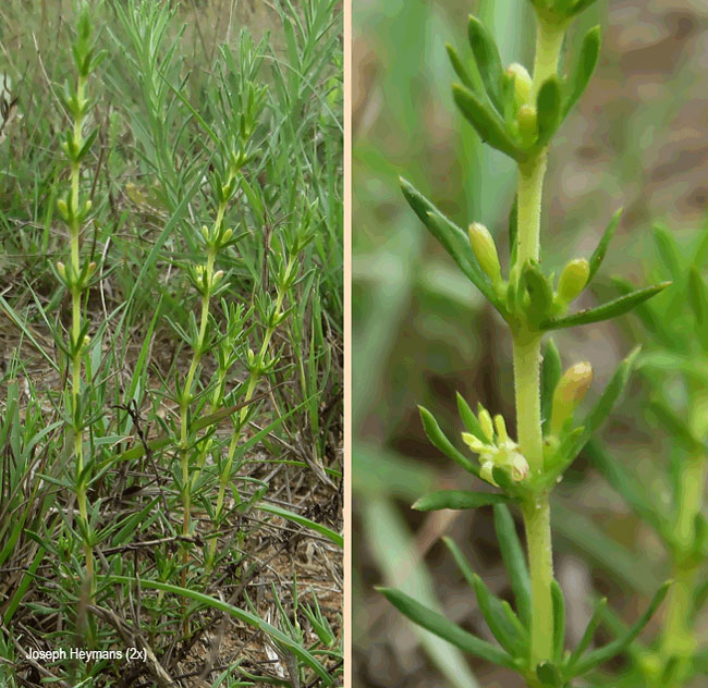 Anthospermum rigidum