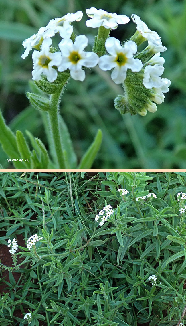 Heliotropium nelsonii
