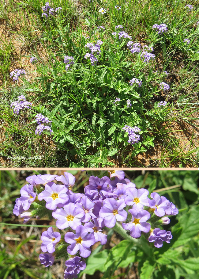 Heliotropium amplexicaule
