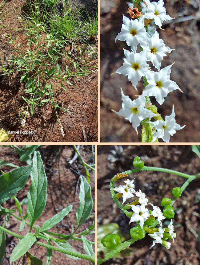 Heliotropium ciliatum