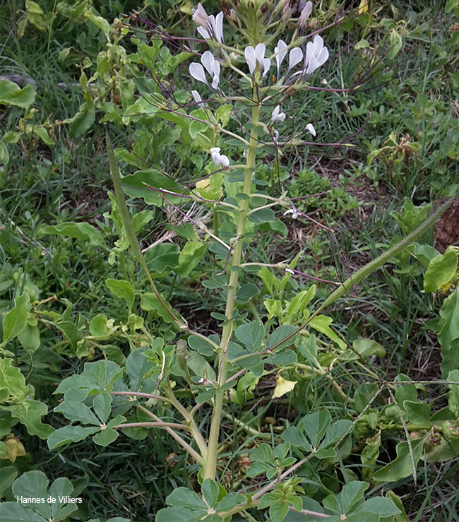 Cleome gynandra