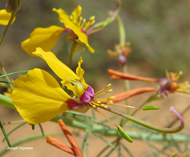 Cleome angustifolia