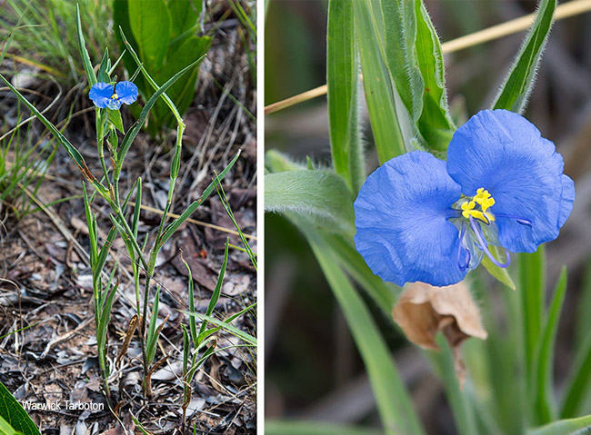 Commelina africana lancispatha